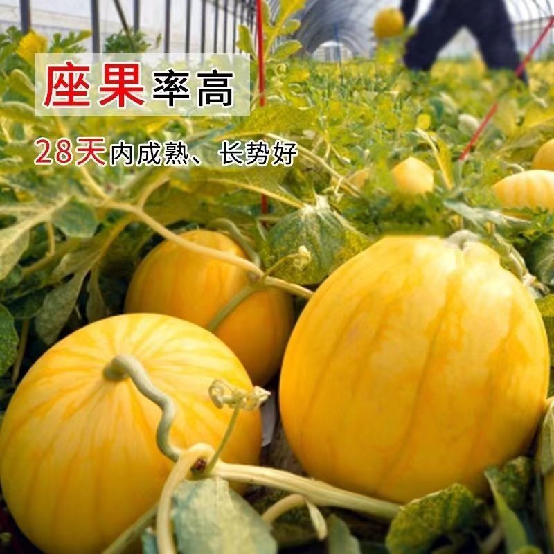 原装鼎优金中黄西瓜种子黄皮黄瓤瓤质细腻早熟高产抗病礼品
