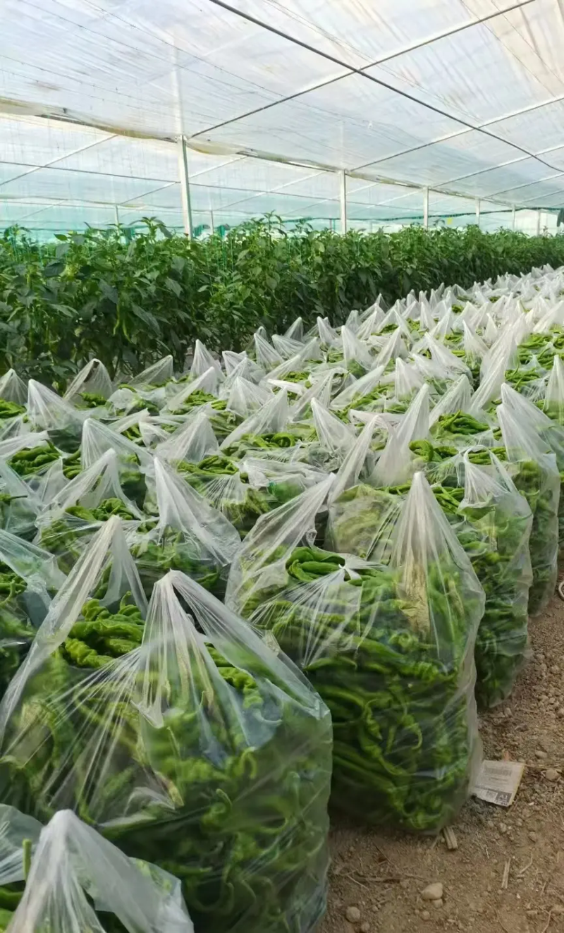 广东自产自销薄皮螺丝椒，原产地一手货源，保质保量
