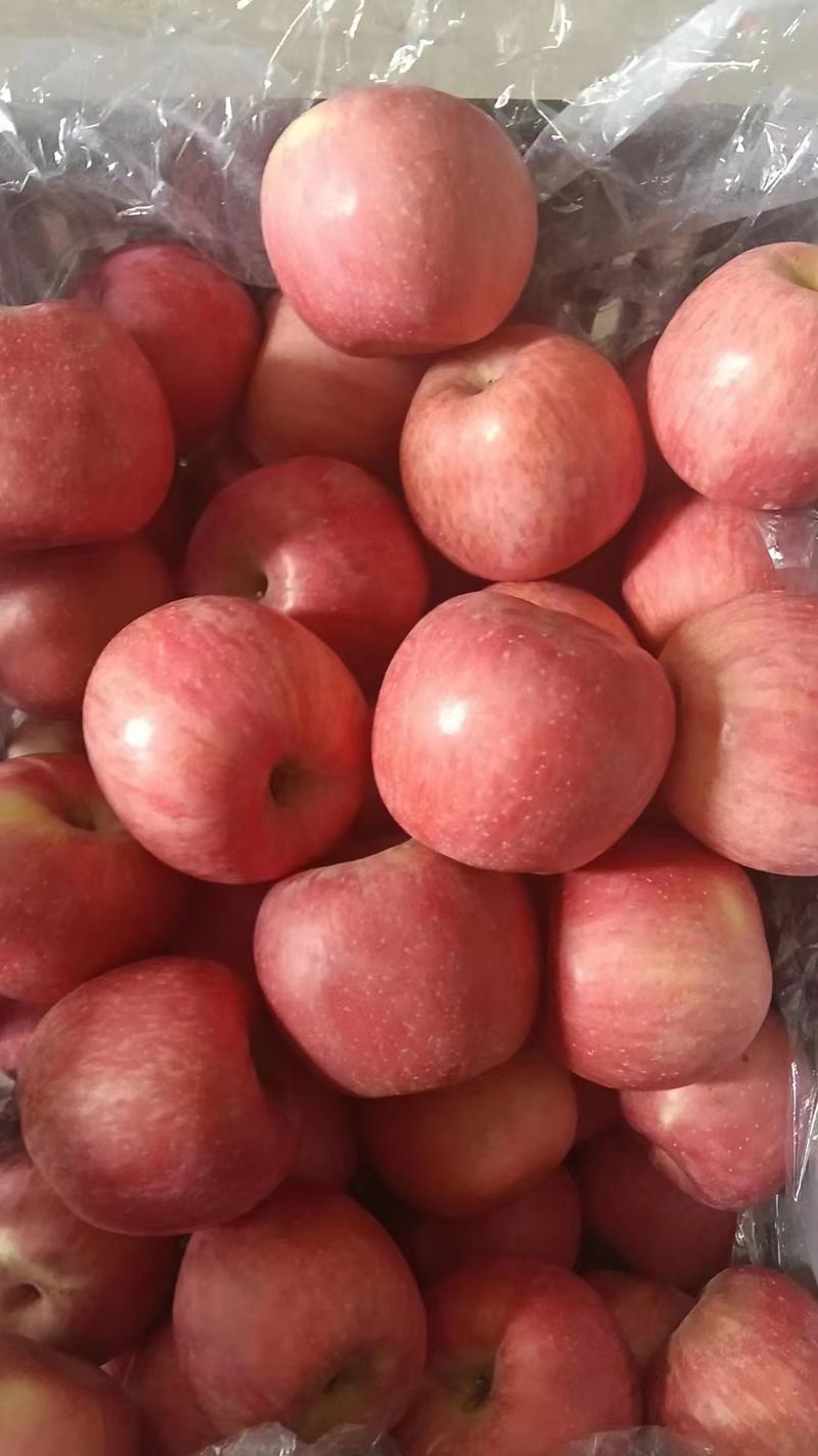辽宁红富士苹果葫芦岛绥中县苹果产地苹果批发整车走货