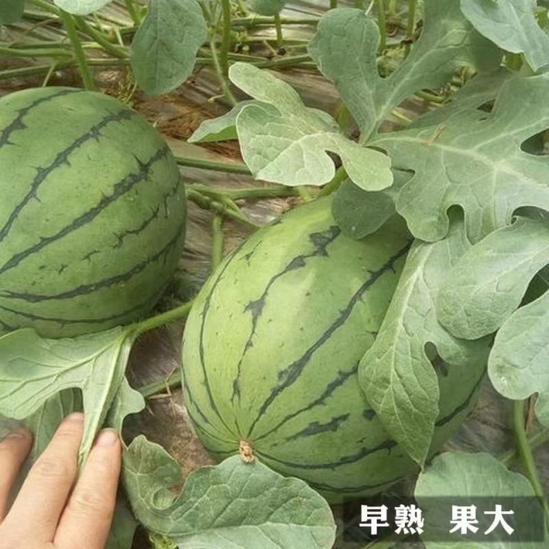 绿美4K西瓜种子杂交脆甜多汁小西瓜种籽大棚温室基地高产