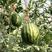早春红玉西瓜种子高产甜早熟皮薄蔬菜种子四季播小西瓜种子