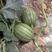 早春红玉西瓜种子高产甜早熟皮薄蔬菜种子四季播小西瓜种子