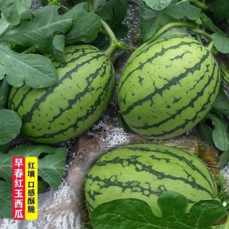 早春红玉西瓜种子高产甜早熟皮薄蔬菜种子四季播小西瓜种子