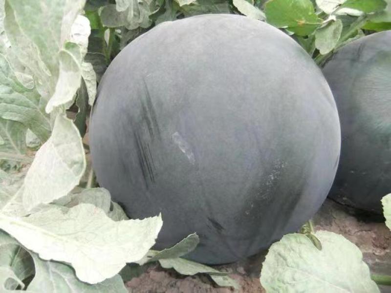 冰糖黑虎西瓜种子春夏播种中早熟薄皮黑绿色西瓜种籽耐重茬