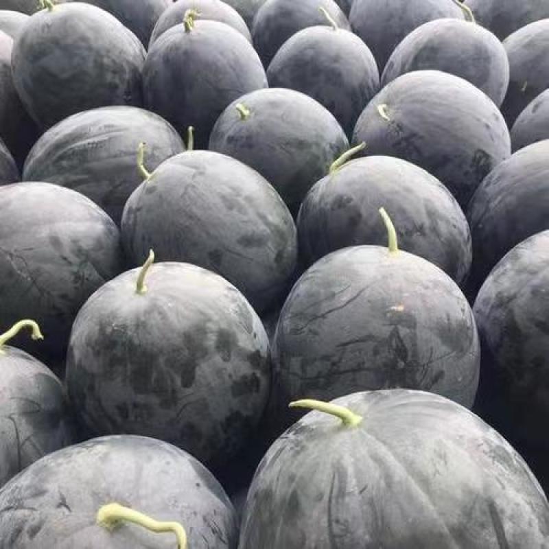 冰糖黑虎西瓜种子春夏播种中早熟薄皮黑绿色西瓜种籽耐重茬