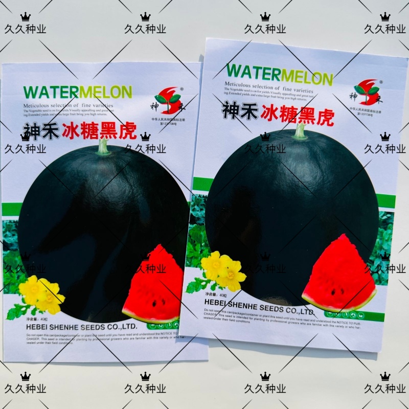 冰糖黑虎西瓜种子春夏播种中早熟薄皮黑绿色西瓜种籽耐重茬