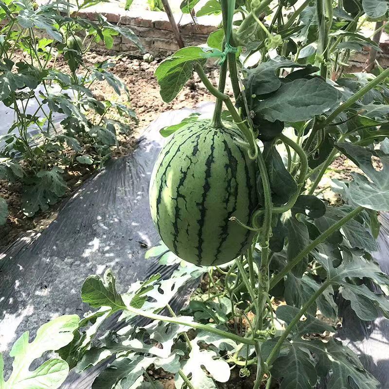 卡其牌金小兰西瓜种子甜脆爽口糖度高花皮黄肉西瓜种籽薄皮礼