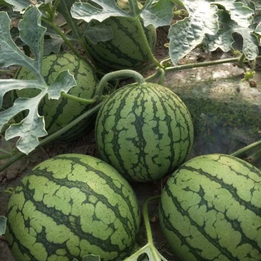 卡其牌金小兰西瓜种子甜脆爽口糖度高花皮黄肉西瓜种籽薄皮礼