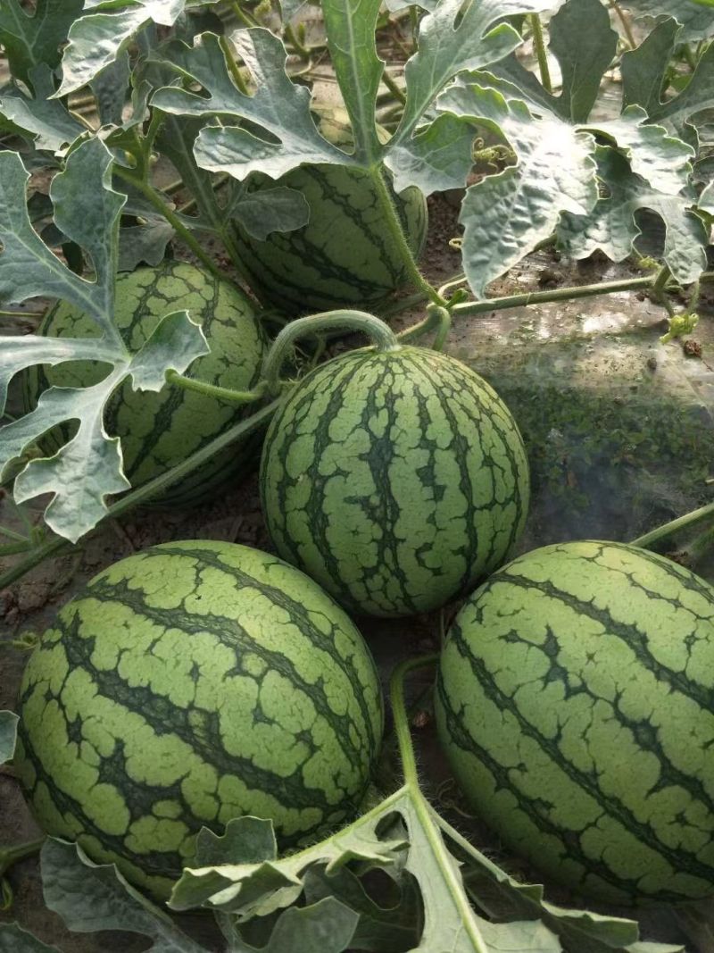 卡其牌金小兰西瓜种子甜脆爽口糖度高花皮黄肉西瓜种籽薄皮礼
