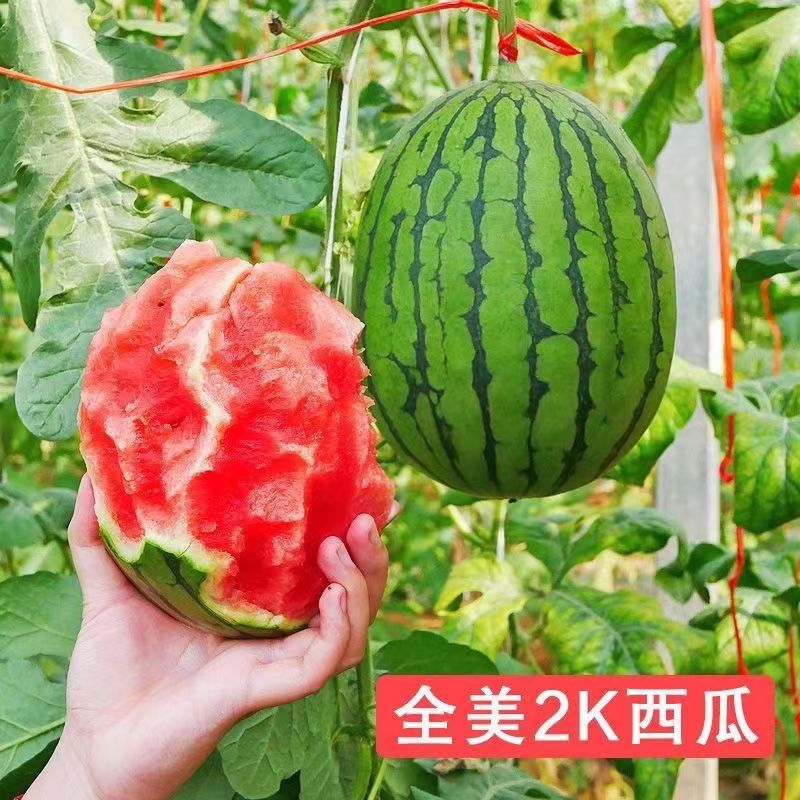 卡其牌甜美2K西瓜种子特甜一代杂交礼品西瓜种籽花皮红肉皮