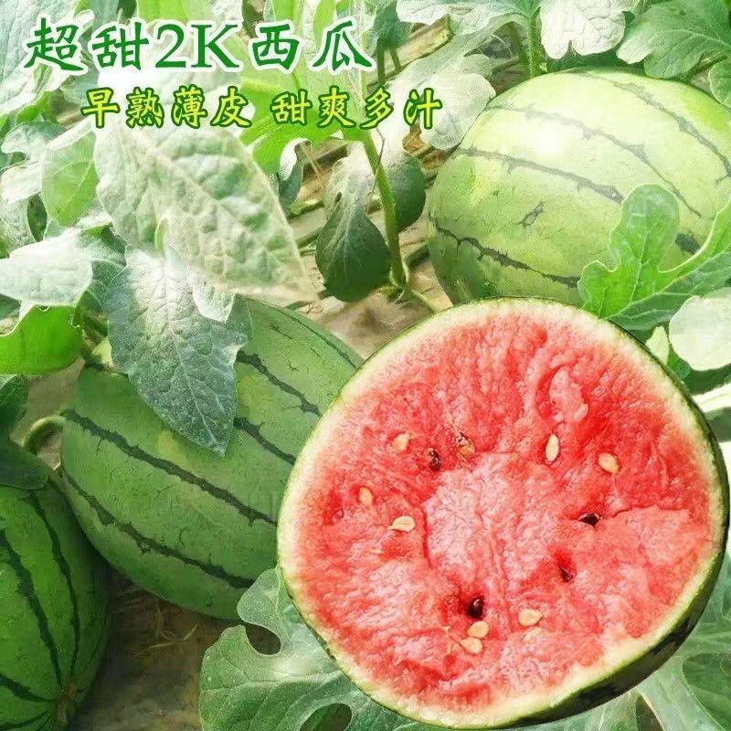 卡其牌甜美2K西瓜种子特甜一代杂交礼品西瓜种籽花皮红肉皮