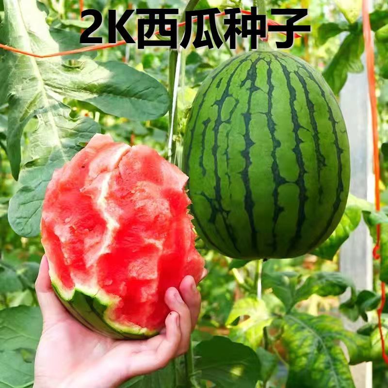卡其牌甜美2K西瓜种子特甜一代杂交礼品西瓜种籽花皮红肉皮