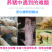 猪用添加剂纯益生菌改善肠道降低料肉比提高肉品质