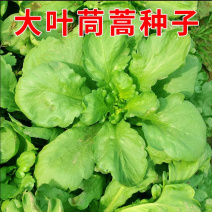 茼蒿种子大板叶耐寒肉厚爽脆味香清甜大叶茼蒿种子四季种