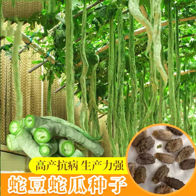 蛇豆角爬藤长廊口感好春秋季种植