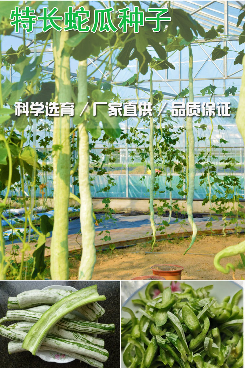 蛇豆角爬藤长廊口感好春秋季种植