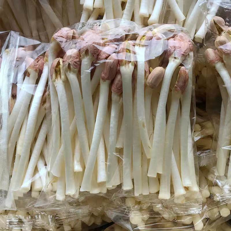河南精品花生芽大量批发，货源充足稳定，对接大型采购商