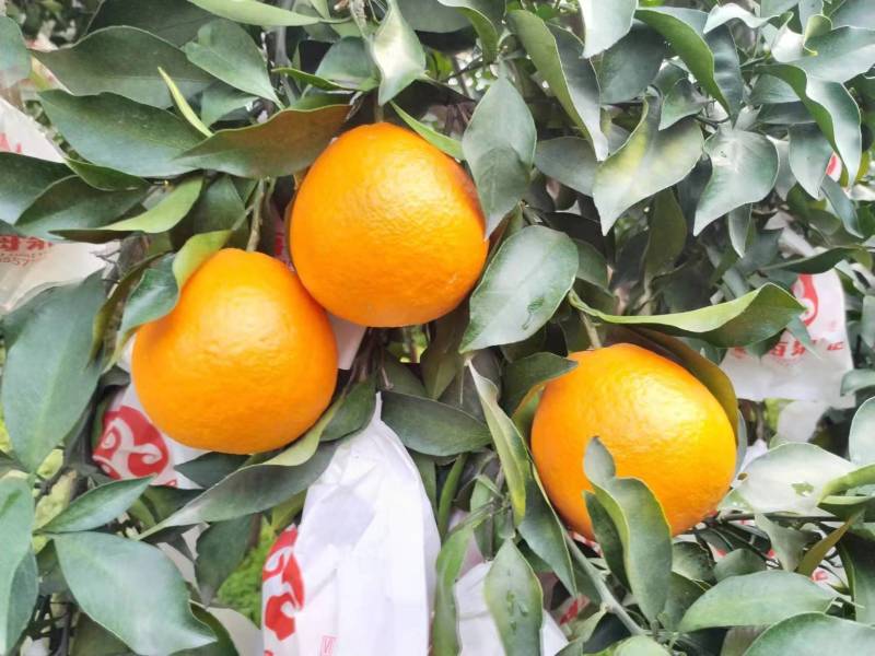 【热卖】优质供货电商，爱媛果冻橙38号，货源充足，价格优