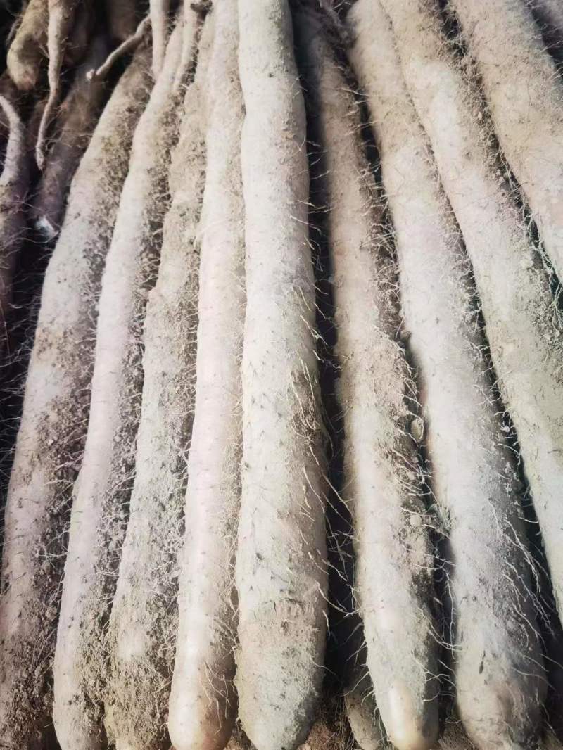 湖北新鲜九斤黄山药，湖北山药量大从优，品质保证