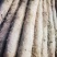 湖北新鲜九斤黄山药，湖北山药量大从优，品质保证