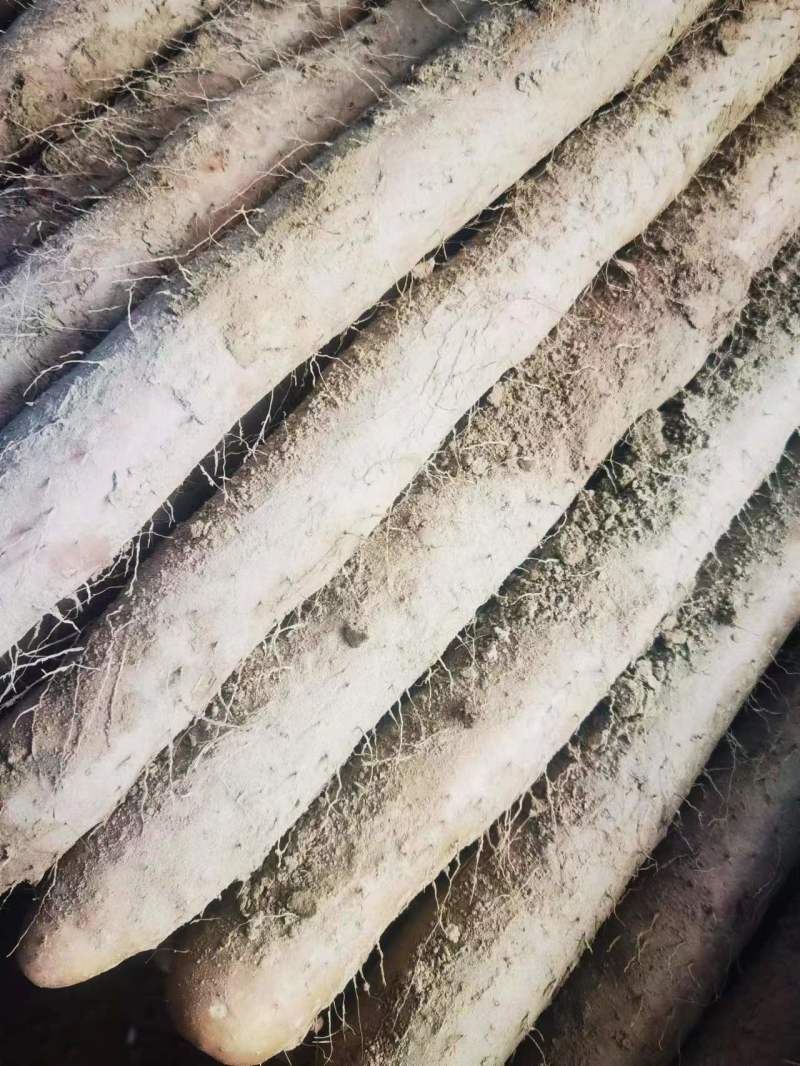 湖北新鲜九斤黄山药，湖北山药量大从优，品质保证