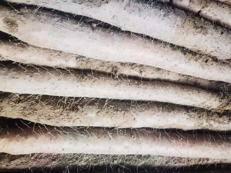 湖北新鲜九斤黄山药，湖北山药量大从优，品质保证