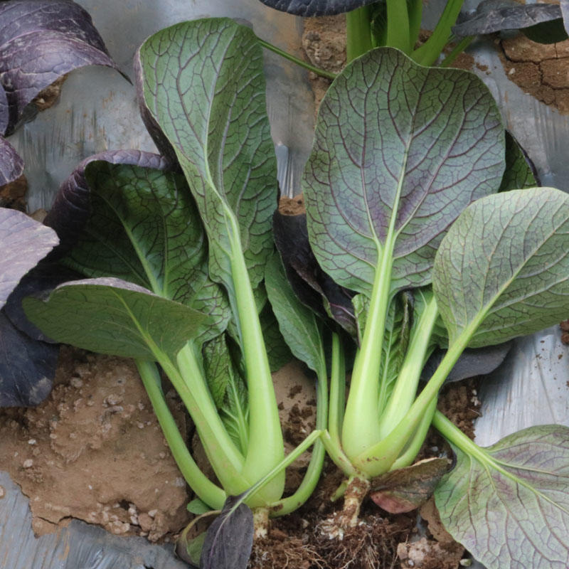 紫油菜种子紫美早熟抗病强鸡毛菜四季小白菜基地专用