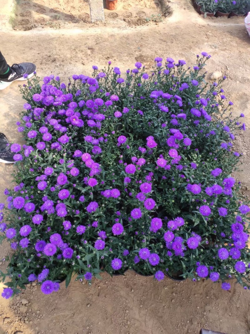 优质供货电商，翠菊，山东草花，全国代发，货源充足