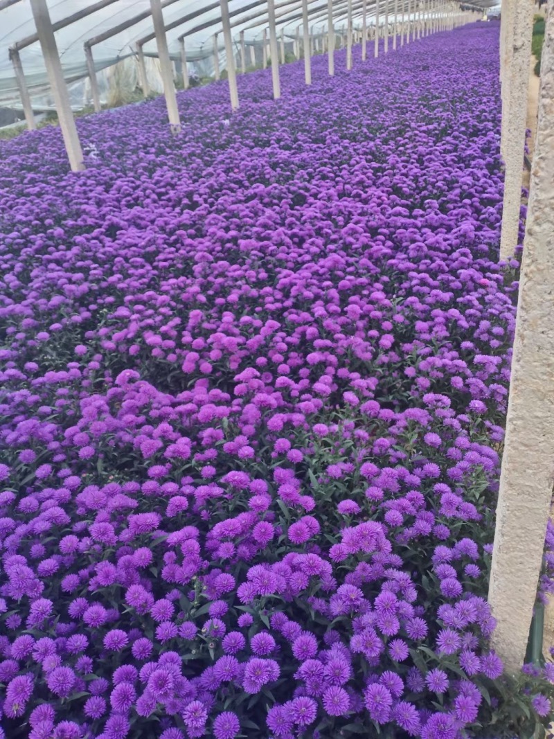 优质供货电商，翠菊，山东草花，全国代发，货源充足