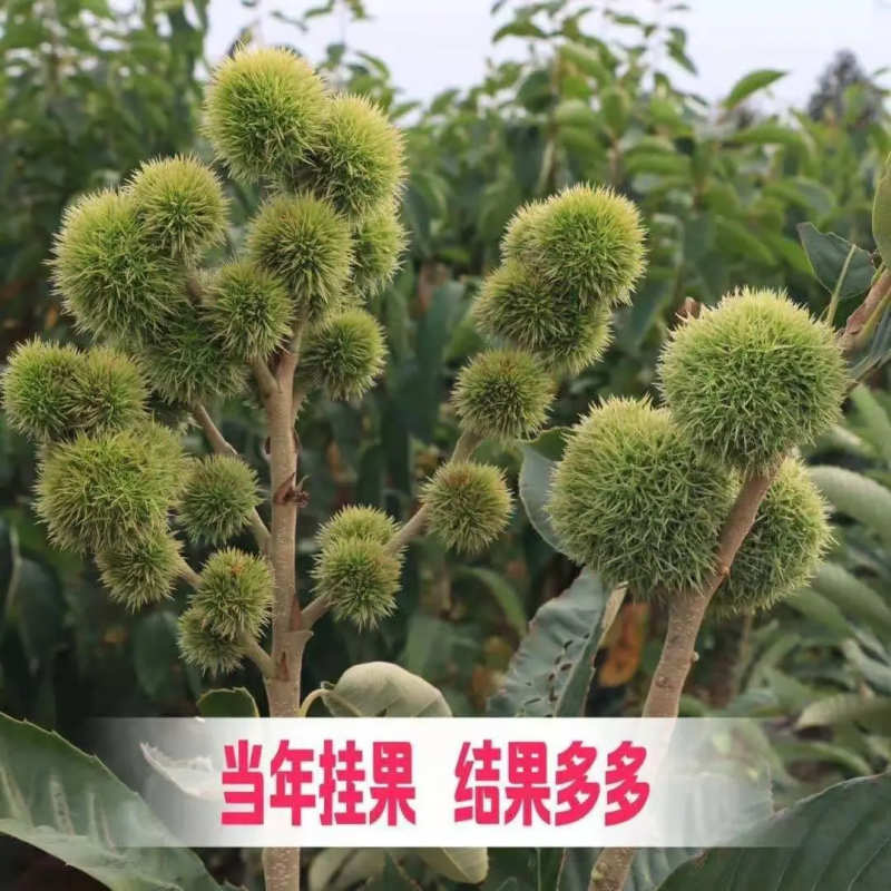 板栗树苗锥栗子苗锥栗树苗建瓯锥栗苗尖栗苗当年结果