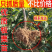 板栗树苗锥栗子苗锥栗树苗建瓯锥栗苗尖栗苗当年结果