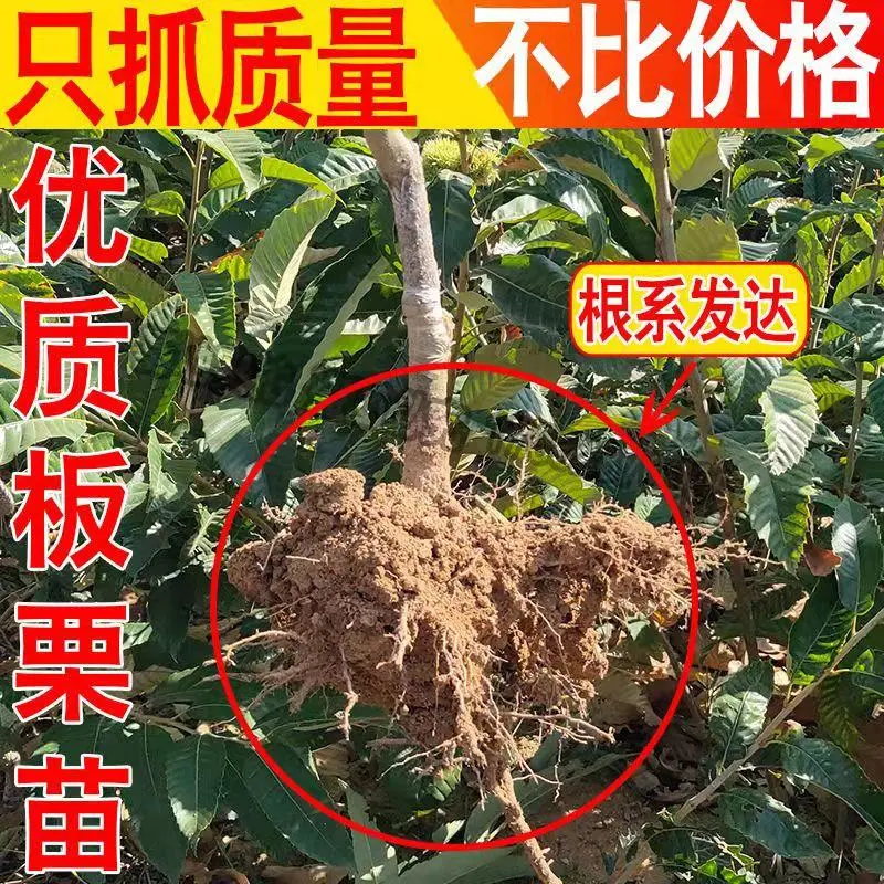 板栗树苗锥栗子苗锥栗树苗建瓯锥栗苗尖栗苗当年结果