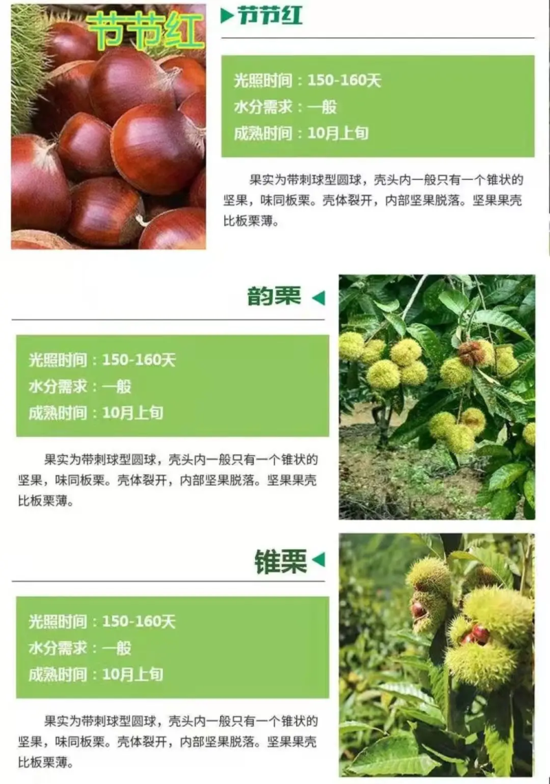板栗树苗锥栗子苗锥栗树苗建瓯锥栗苗尖栗苗当年结果