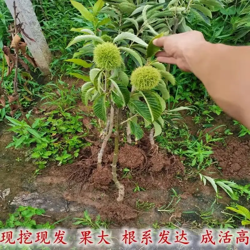 板栗树苗锥栗子苗锥栗树苗建瓯锥栗苗尖栗苗当年结果