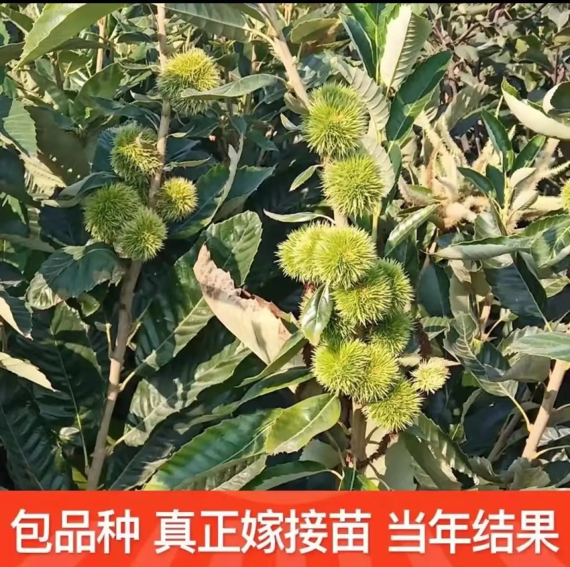 板栗树苗锥栗子苗锥栗树苗建瓯锥栗苗尖栗苗当年结果