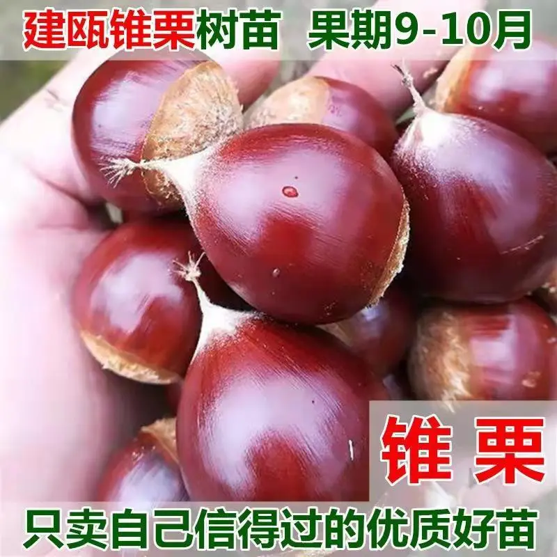 板栗树苗锥栗子苗锥栗树苗建瓯锥栗苗尖栗苗当年结果