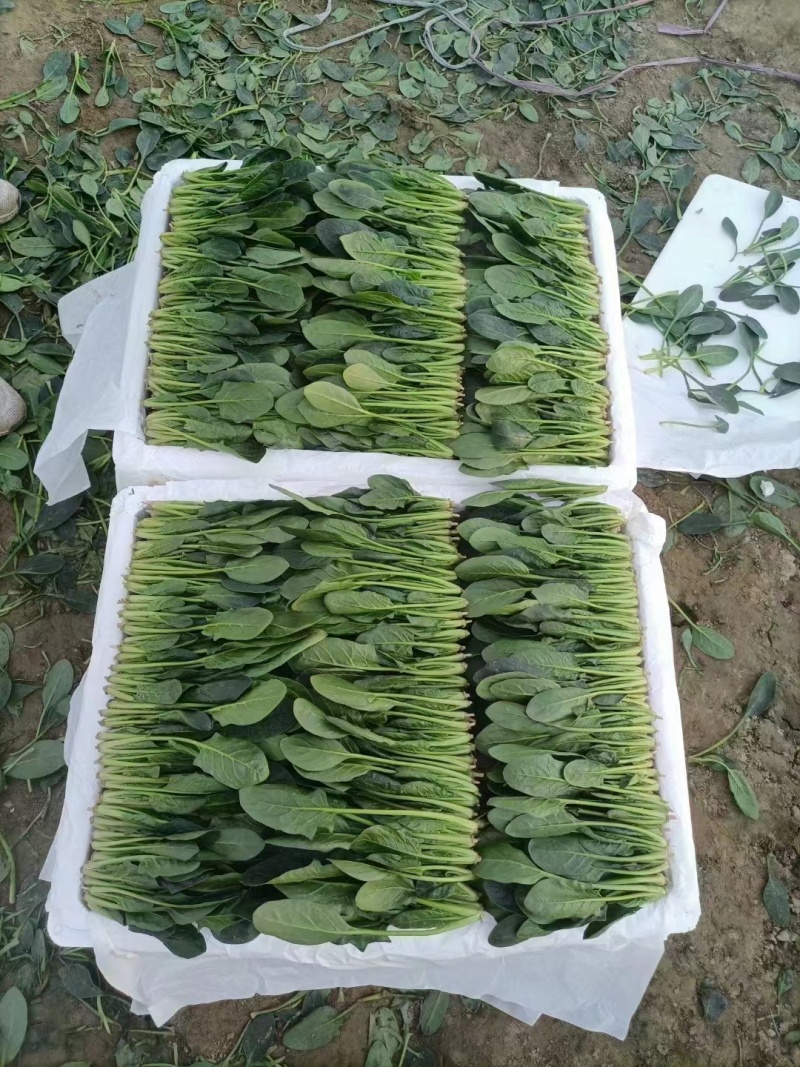 菠菜❤️❤️❤️，山东惠民万亩菠菜基地！