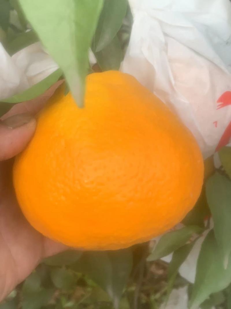 青见柑桔个头大颜色火红！对接全国各大市场需要的老板联系！