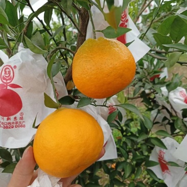 青见柑桔个头大颜色火红！对接全国各大市场需要的老板联系！