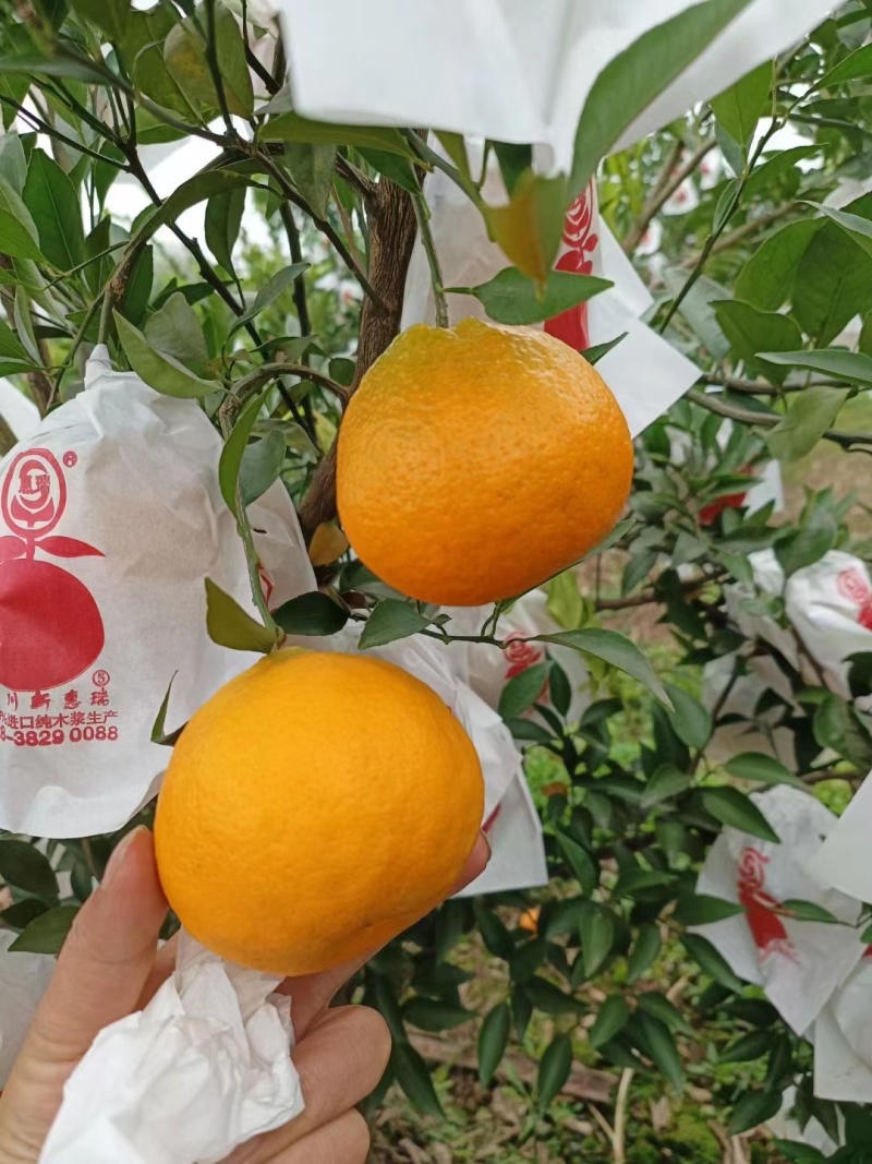 青见柑桔个头大颜色火红！对接全国各大市场需要的老板联系！