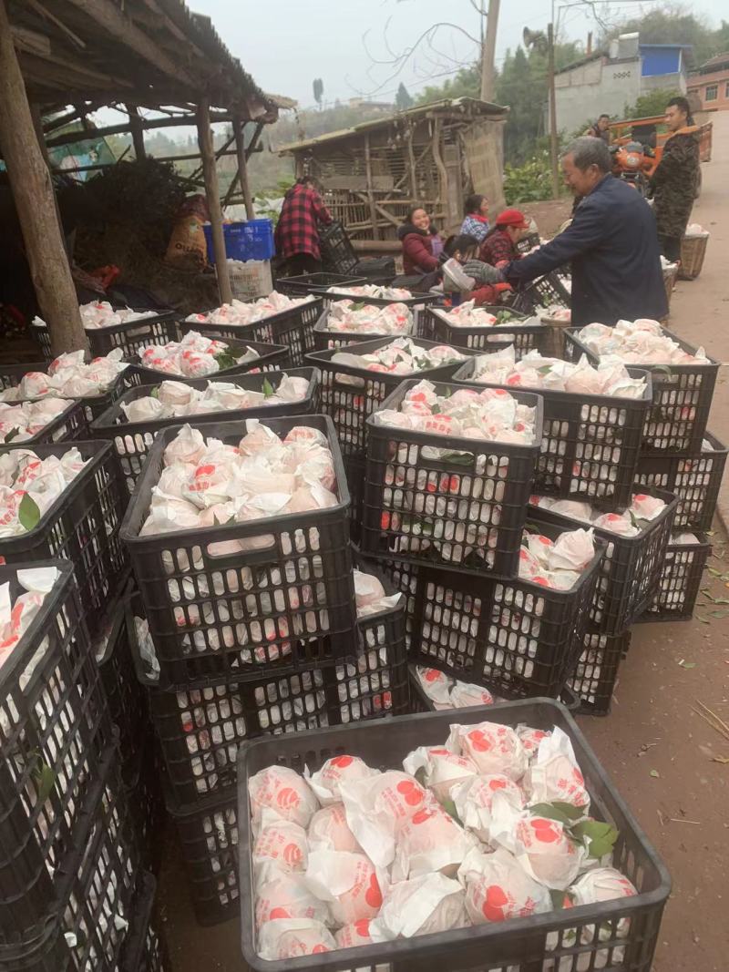 青见柑桔个头大颜色火红！对接全国各大市场需要的老板联系！