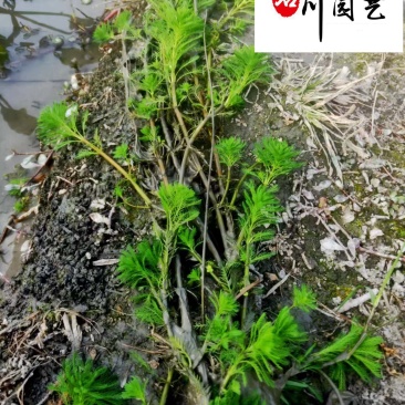 狐尾藻农户直销成都水生植物批发自家货价格优惠好养活