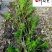 狐尾藻农户直销成都水生植物批发自家货价格优惠好养活