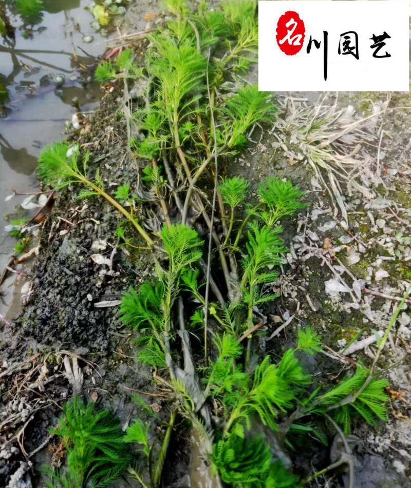狐尾藻农户直销成都水生植物批发自家货价格优惠好养活