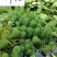 狐尾藻农户直销成都水生植物批发自家货价格优惠好养活