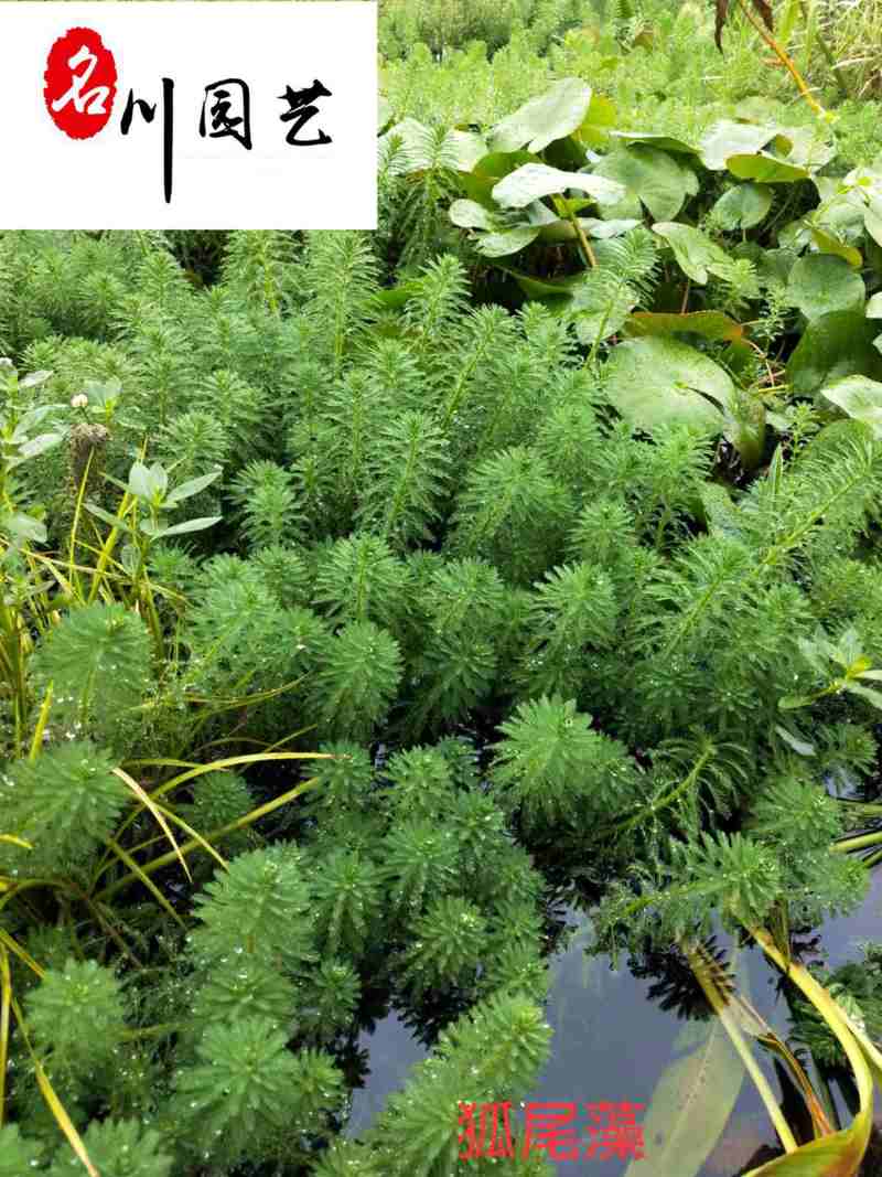 狐尾藻农户直销成都水生植物批发自家货价格优惠好养活