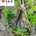狐尾藻农户直销成都水生植物批发自家货价格优惠好养活
