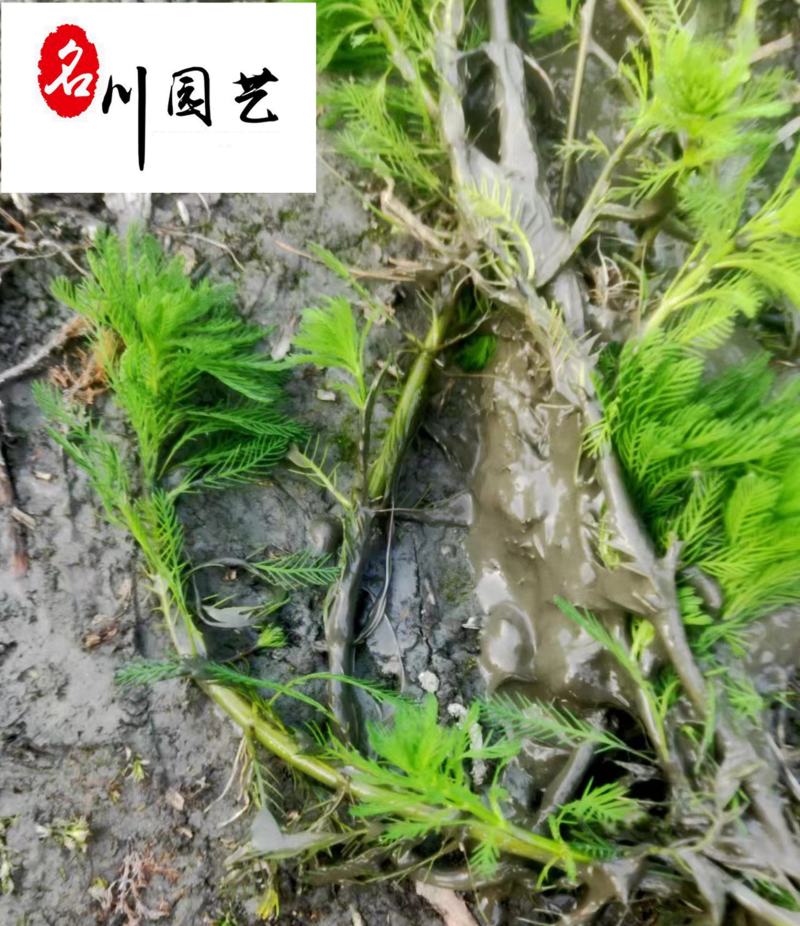 狐尾藻农户直销成都水生植物批发自家货价格优惠好养活