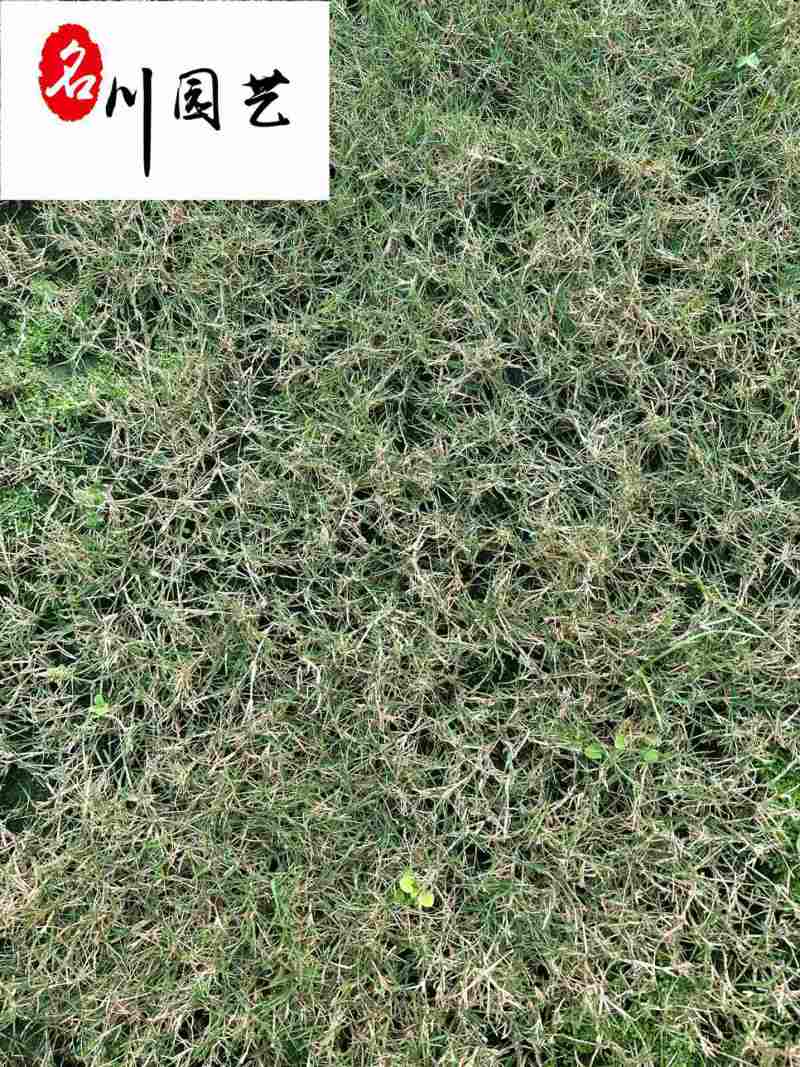 剪股颖草坪草皮批发四季常绿耐修剪成都草坪批发专营