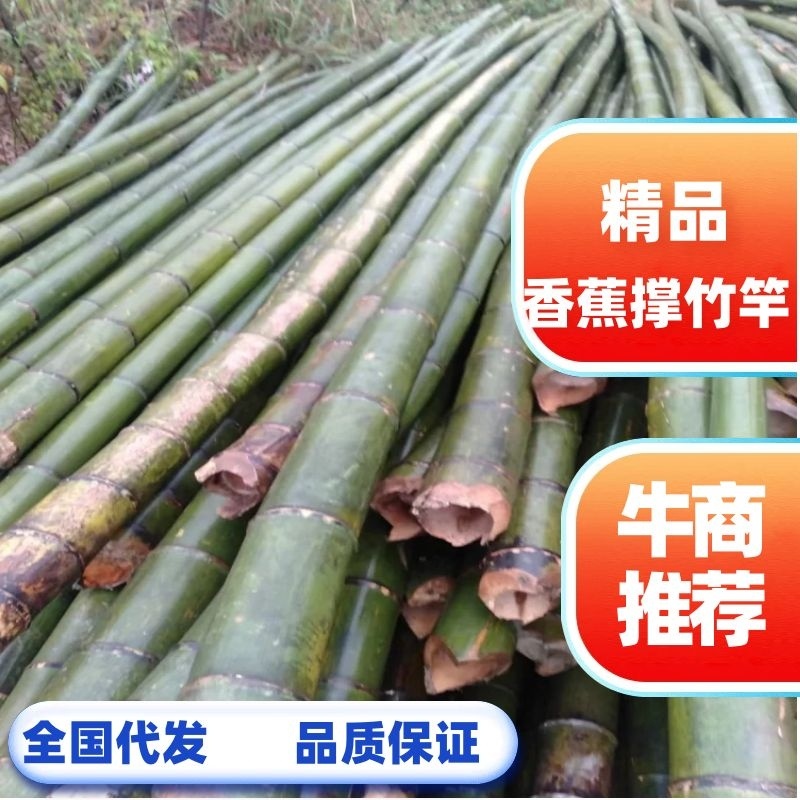 销售各种菜架竹，湖南桂阳，全国发货，价格实惠，欢迎采购
